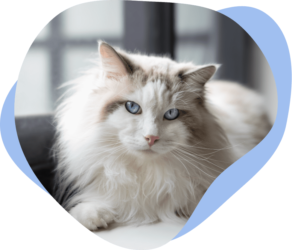 breed img 01